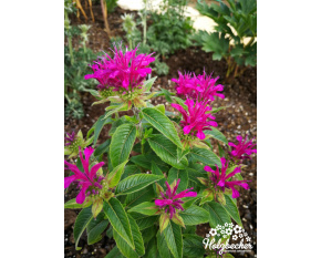 Monarda didyma ‘Pardon My Purple’