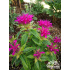Monarda didyma ‘Pardon My Purple’