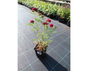 Achillea millefolium ‘Pomegranate’