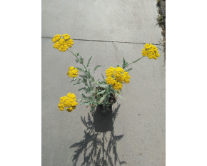 Achillea filipendulina ‘Coronation Gold’