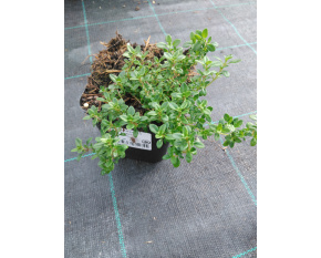 Thymus citriodorus ‘E. B. Anderson’