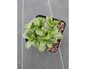 Veronica gentianoides ‘Nana’