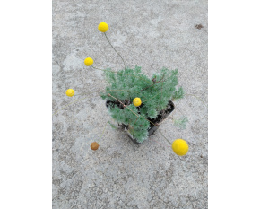 Cotula hispida