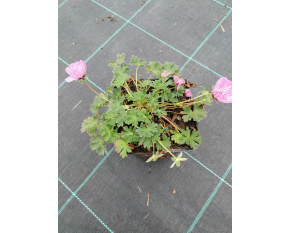 Geranium cinereum ‘Ballerina’