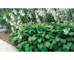 Hosta ‘Royal Standard’