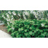 Hosta ‘Royal Standard’