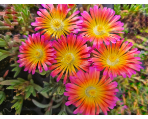 Delosperma ‘Wheels of Wonder Salmon Pink’