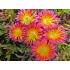 Delosperma ‘Wheels of Wonder Salmon Pink’