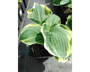 Hosta ‘Christmas Tree’