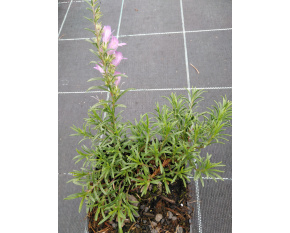 Penstemon crandallii subsp. ‘glabrescens’