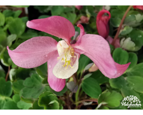 Aquilegia flabellata ‘Red and White’