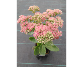 Sedum ‘Herbstfreude’