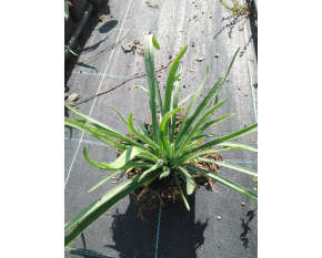 Catananche caerulea