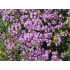Thymus serpyllum