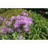 Thalictrum aquilegifolium