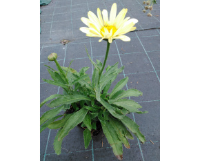 Leucanthemum maximum ‘Broadway Lights’