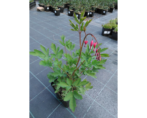 Dicentra spectabilis