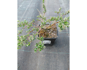 Salix x finmarchica