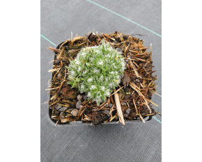 Arabis x kellereri