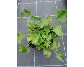 Campanula poscharskyana