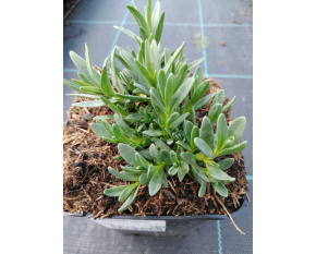 Gypsophila repens