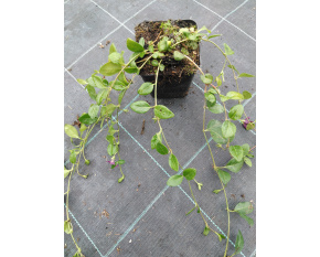 Vinca minor ‘Atropurpurea’
