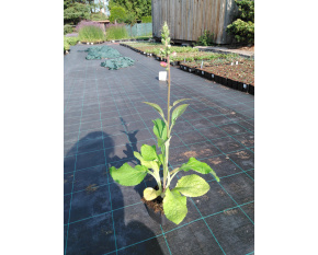 Digitalis purpurea ‘Purple’