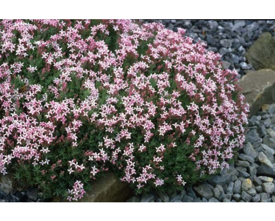 Asperula daphneola