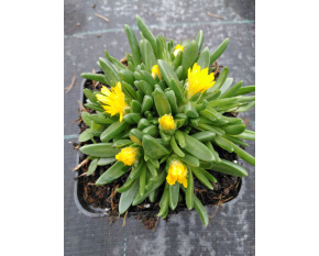 Delosperma basuticum
