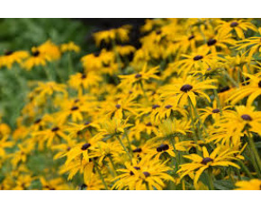 Rudbeckia fulgida ‘var.deamii’