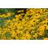 Rudbeckia fulgida ‘var.deamii’