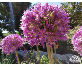 Allium ‘Globemaster’