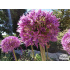 Allium ‘Globemaster’