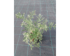 Artemisia arborescens ‘Powis Castle’