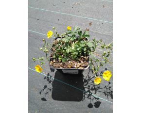 Potentilla crantzii ‘Goldrausch’