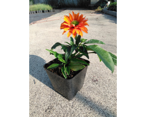 Echinacea ‘SunSeekers Mineola’
