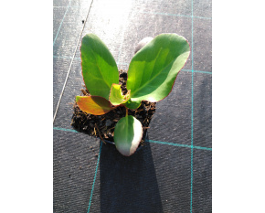Bergenia cordifolia