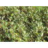 Salix x finmarchica
