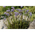 Globularia valentina