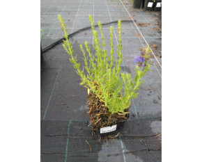Hyssopus officinali ‘sssp. aristatus’