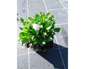 Campanula cochleariifolia ‘Advance Blue’