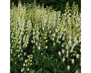 Aconitum napellus ‘Album’