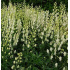 Aconitum napellus ‘Album’