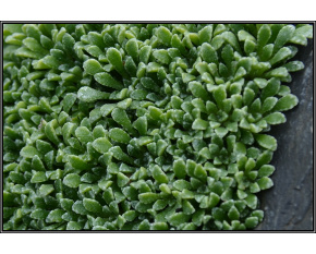 Saxifraga cochlearis ‘Minor’