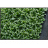 Saxifraga cochlearis ‘Minor’