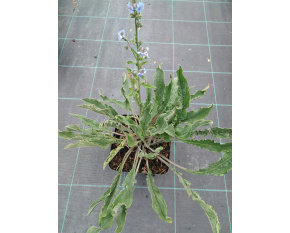 Cynoglossum amabile