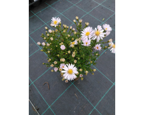 Aster dumosus ‘Kristina’